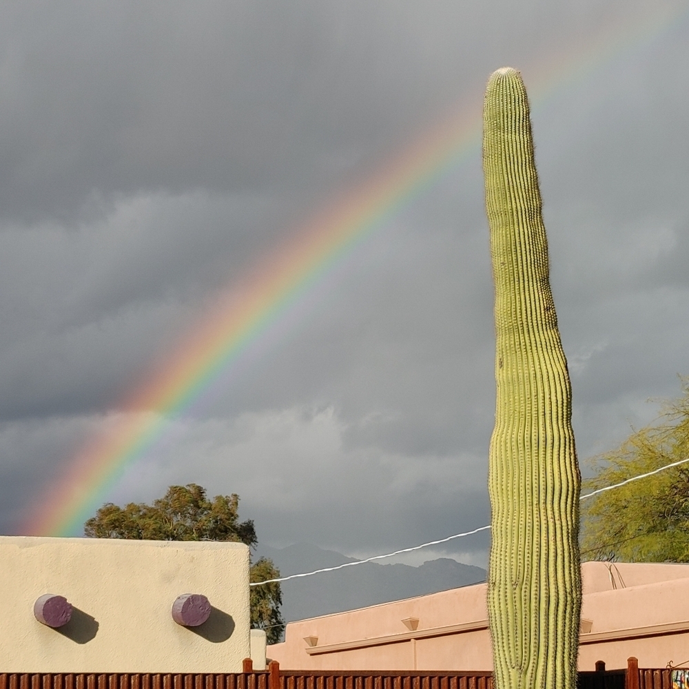 Nature From Tucson